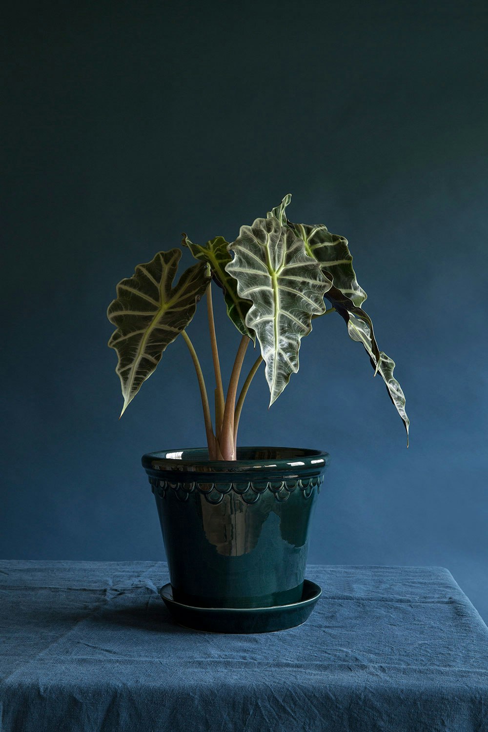 Bergs Potter Copenhagen Topf Blau, Ø16 Cm