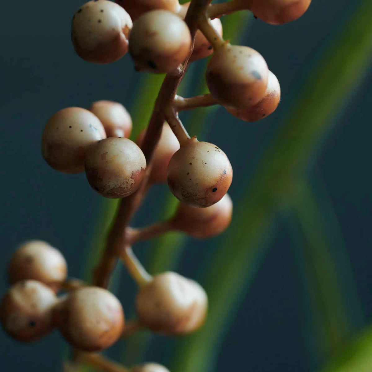 House Doctor Blume, Buckthorn