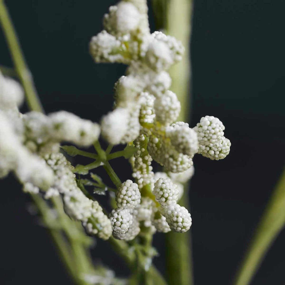 House Doctor Blume, Gypsophila