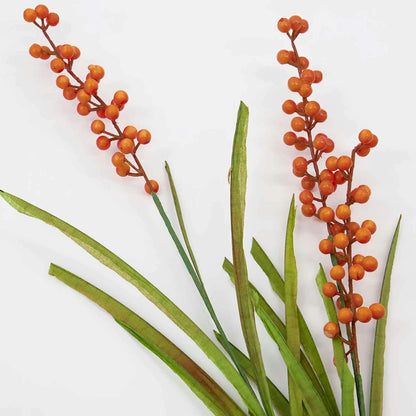 House Doctor Blume, Buckthorn