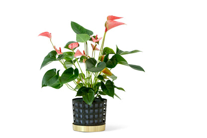 Klong Trio Blumentopf Square Klein, Weiß