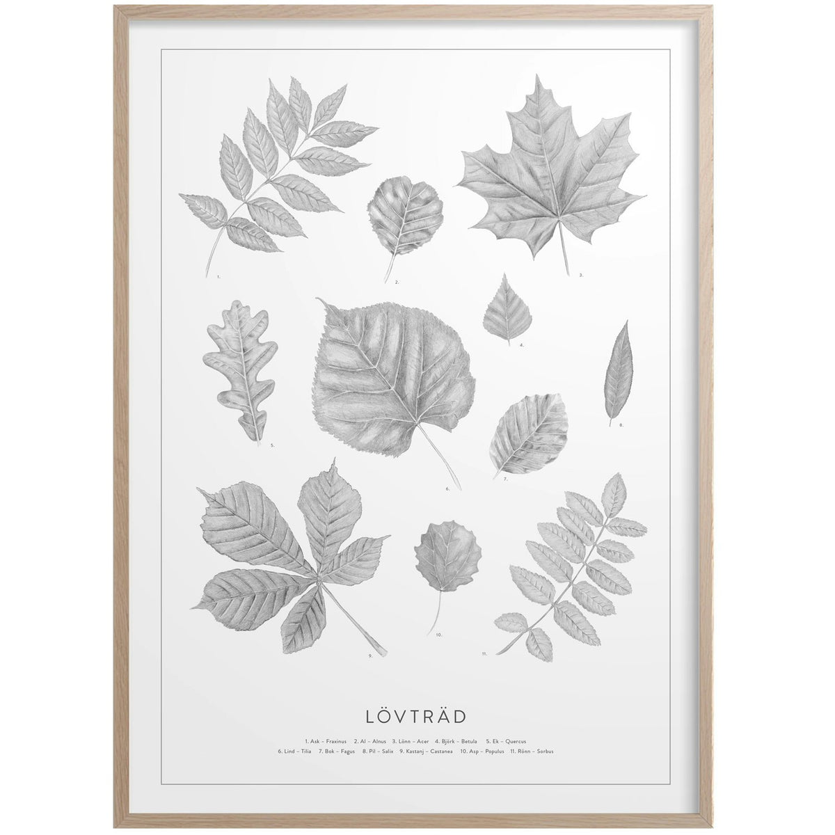  Lövträd Poster 50x70 Cm