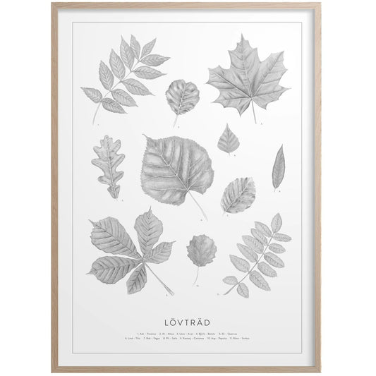  Lövträd Poster 50x70 Cm