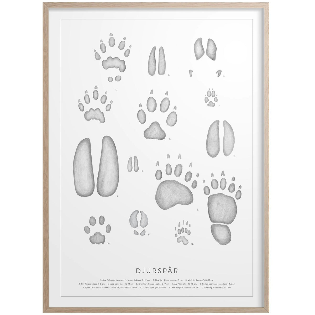  Animal Tracks Poster 50x70 Cm
