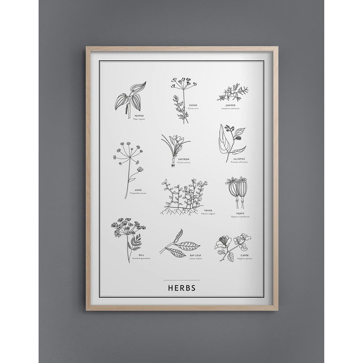 Herbs Poster 50x70 Cm