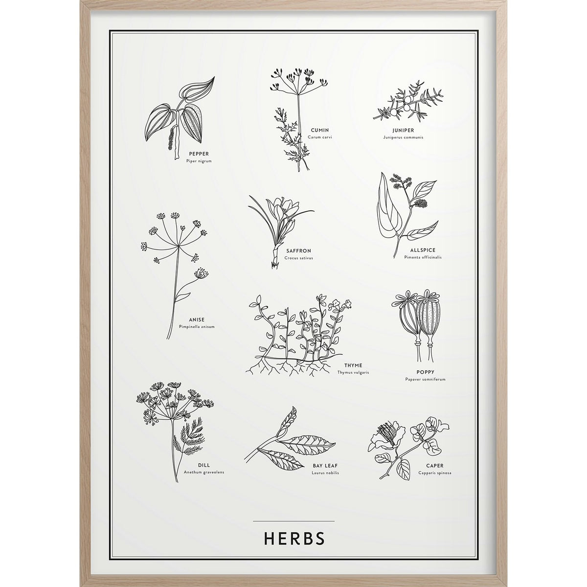  Herbs Poster 50x70 Cm