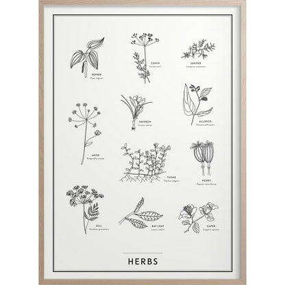  Herbs Poster 50x70 Cm