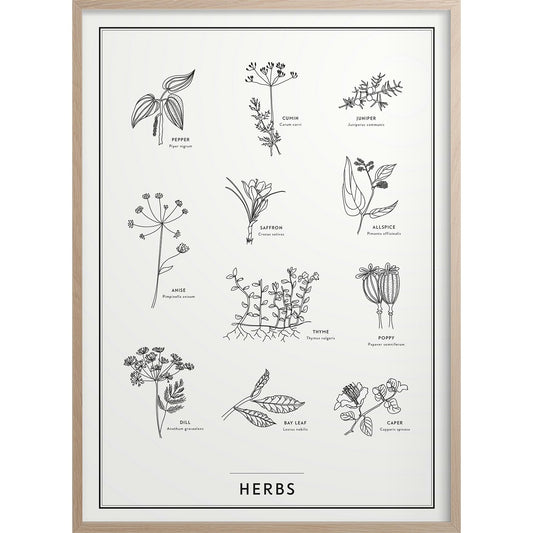  Herbs Poster 50x70 Cm