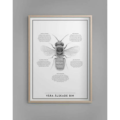  Our Beloved Bin Poster 30x40 Cm