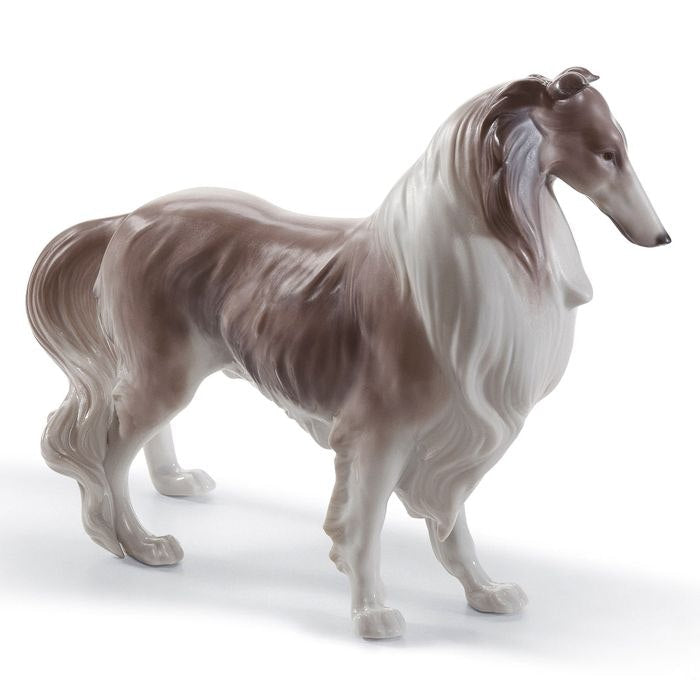  Shetland-schäferhund