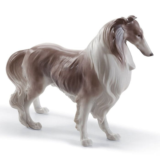  Shetland-schäferhund