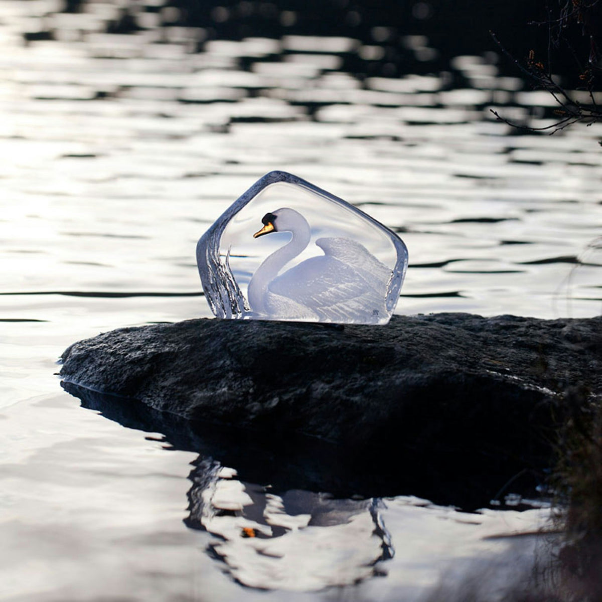  Wildlife Swan